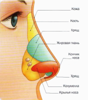 Анатомия носа