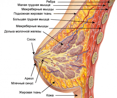 Деформация грудной клетки